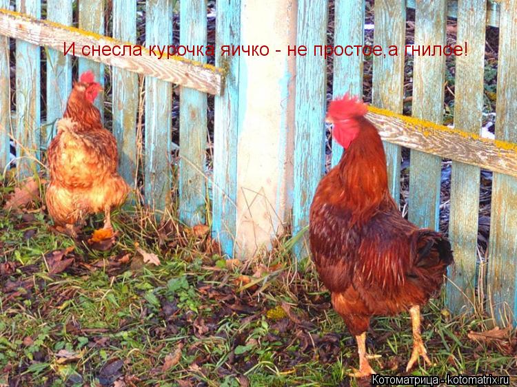 И снесла курочка яичко - не простое,а гнилое!... Котоматрица: И снесла курочка яичко - не простое,а гнилое!