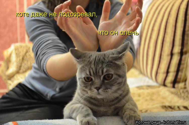 коте даже не подозревал, что он олень... Котоматрица: коте даже не подозревал, что он олень