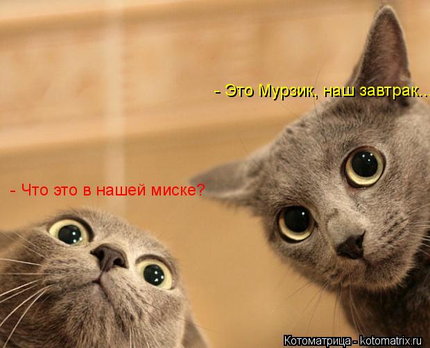 - Что это в нашей миске? - Это Мурзик, наш завтрак...... Котоматрица: - Что это в нашей миске? - Это Мурзик, наш завтрак...