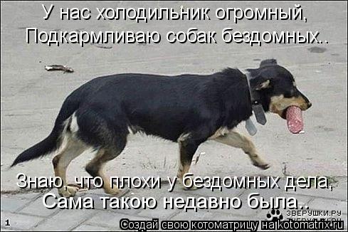 У нас холодильник огромный, Подкармливаю собак бездомных.. Знаю, что плохи у бездомных дела, Сама так... Котоматрица: У нас холодильник огромный, Подкармливаю собак бездомных.. Знаю, что плохи у бездомных дела, Сама такою недавно была..