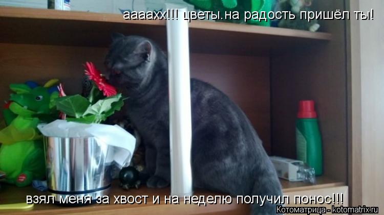 аааахх!!! цветы.на радость пришёл ты! взял меня за хвост и на неделю получил понос!!!... Котоматрица: аааахх!!! цветы.на радость пришёл ты! взял меня за хвост и на неделю получил понос!!!
