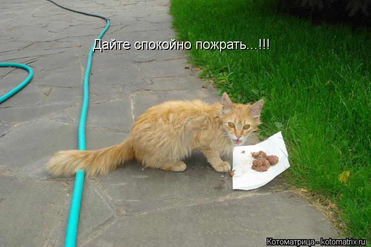 Дайте спокойно пожрать...!!!... Котоматрица: Дайте спокойно пожрать...!!!