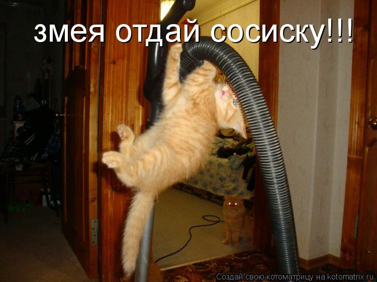 змея отдай сосиску!!!... Котоматрица: змея отдай сосиску!!!