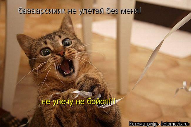 баааарсииик не улетай без меня! не улечу не бойся!!!... Котоматрица: баааарсииик не улетай без меня! не улечу не бойся!!!