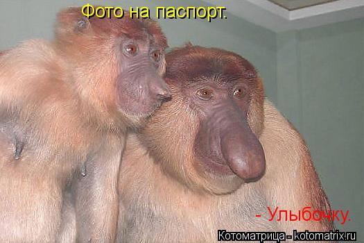 - Улыбочку. Фото на паспорт.... Котоматрица: - Улыбочку. Фото на паспорт.