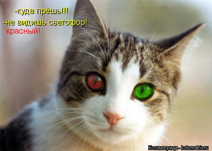 -куда прёшь!!! -не видишь светофор! красный!... Котоматрица: -куда прёшь!!! -не видишь светофор! красный!
