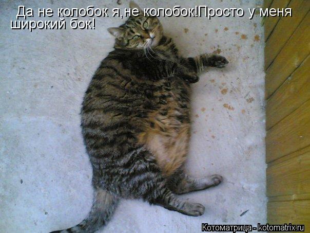 Да не колобок я,не колобок!Просто у меня широкий бок!... Котоматрица: Да не колобок я,не колобок!Просто у меня широкий бок!