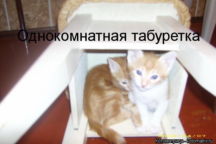 Однокомнатная табуретка... Котоматрица: Однокомнатная табуретка