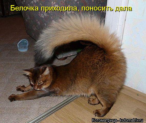 Белочка приходила, поносить дала... Котоматрица: Белочка приходила, поносить дала