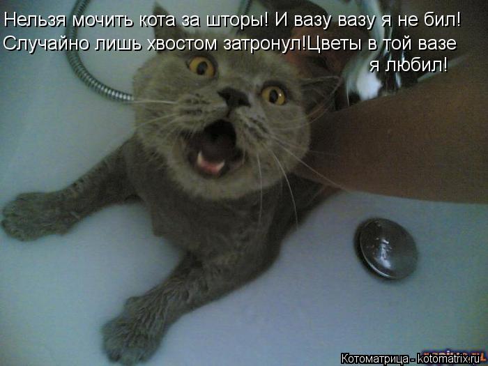 Нельзя мочить кота за шторы! И вазу вазу я не бил! Случайно лишь хвостом затронул!Цветы в той вазе я... Котоматрица: Нельзя мочить кота за шторы! И вазу вазу я не бил! Случайно лишь хвостом затронул!Цветы в той вазе я любил!