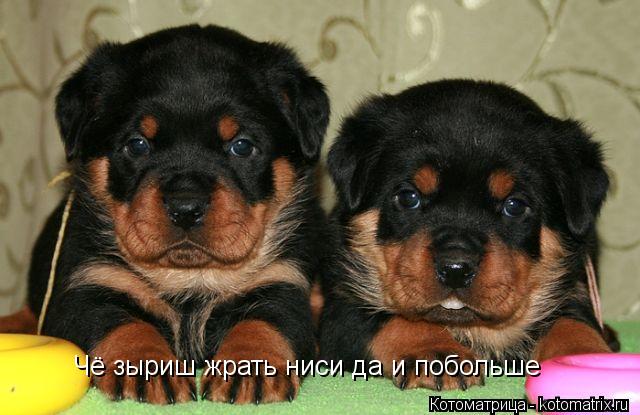 Чё зыриш жрать ниси да и побольше... Котоматрица: Чё зыриш жрать ниси да и побольше