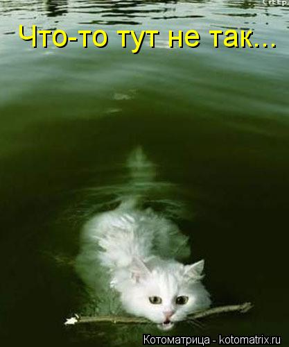 Котоматрица: Что-то тут не так...