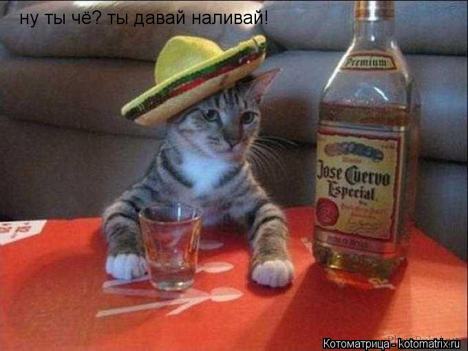 ну ты чё? ты давай наливай!... Котоматрица: ну ты чё? ты давай наливай!