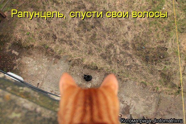 Котоматрица: Рапунцель, спусти свои волосы