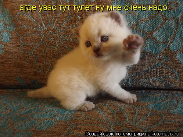 агде увас тут тулет ну мне очень надо... Котоматрица: агде увас тут тулет ну мне очень надо