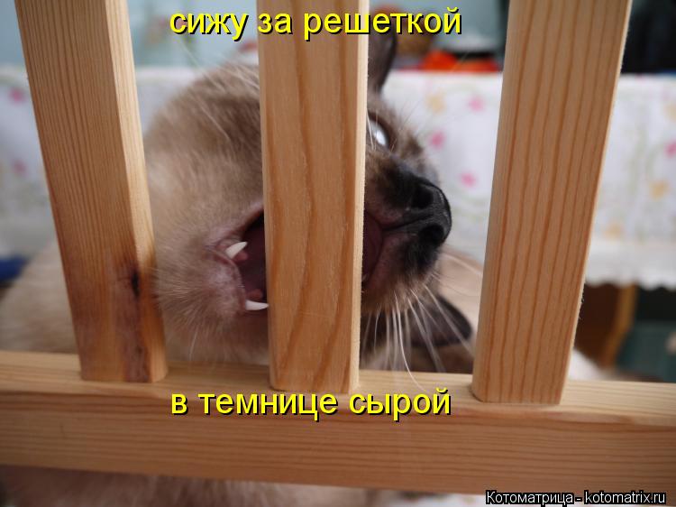 Котоматрица: сижу за решеткой  в темнице сырой