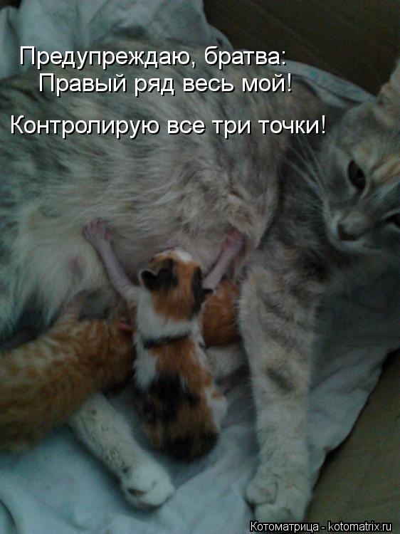 Котоматрица: Правый ряд весь мой! Контролирую все три точки! Предупреждаю, братва: