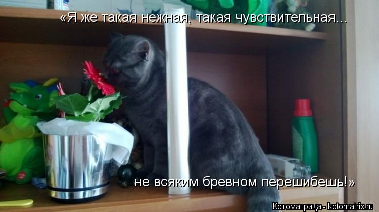 Котоматрица: «Я же такая нежная, такая чувствительная…   не всяким бревном перешибешь!»