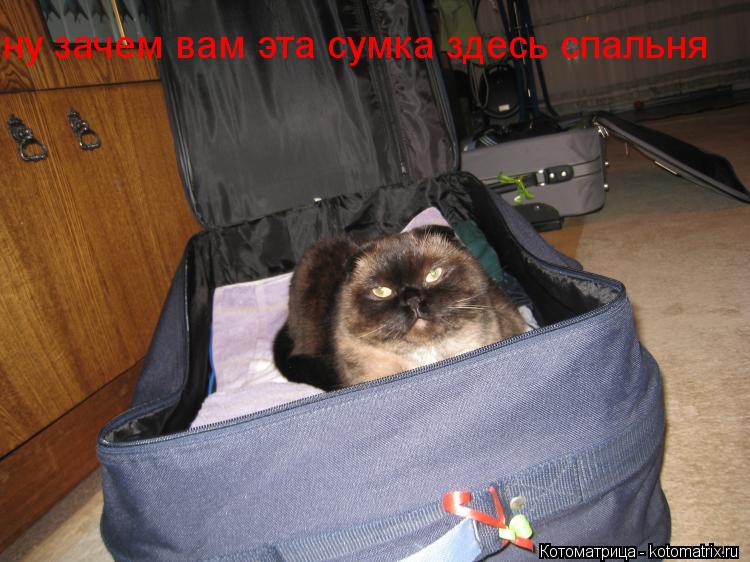 Котоматрица: ну зачем вам эта сумка здесь спальня