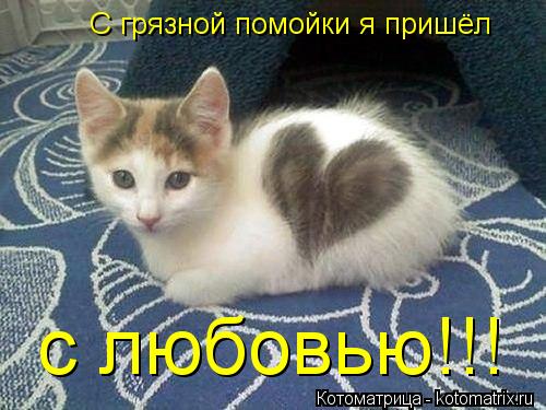 С грязной помойки я пришёл с любовью!!!... Котоматрица: С грязной помойки я пришёл с любовью!!!