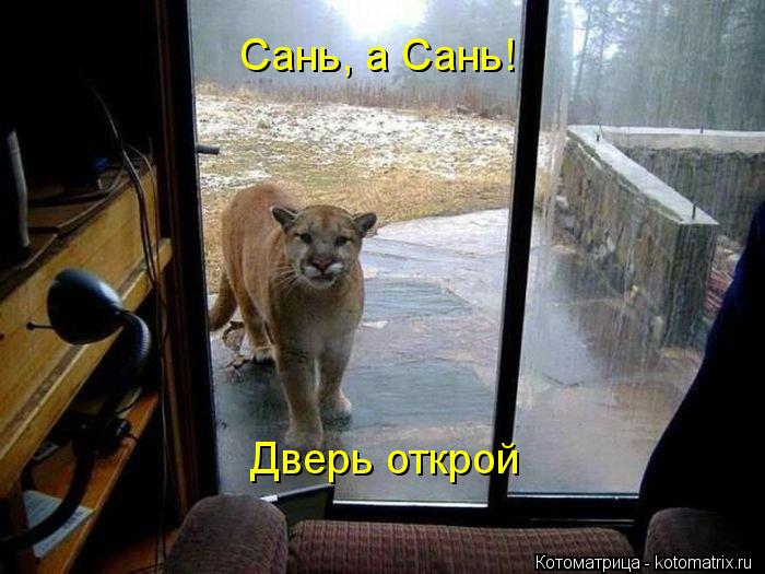 Котоматрица: Сань, а Сань! Дверь открой