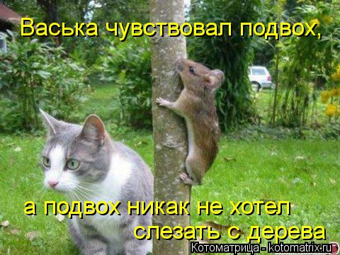 Котоматрица: Васька чувствовал подвох, а подвох никак не хотел слезать с дерева