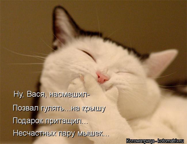 Котоматрица: Ну, Вася, насмешил- Позвал гулять...на крышу Подарок притащил... Несчастных пару мышек...