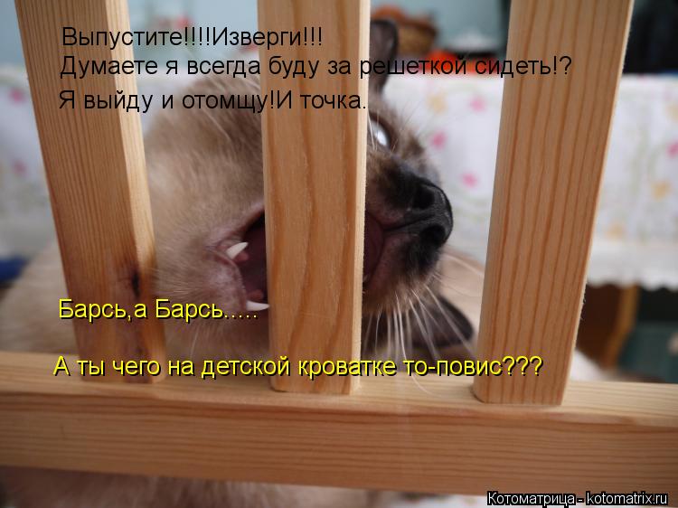 Выпустите!!!!Изверги!!! Думаете я всегда буду за решеткой сидеть!? Я выйду и отомщу!И точка. Барсь,а ... Котоматрица: Выпустите!!!!Изверги!!! Думаете я всегда буду за решеткой сидеть!? Я выйду и отомщу!И точка. Барсь,а Барсь..... А ты чего на детской кроватке то-по
