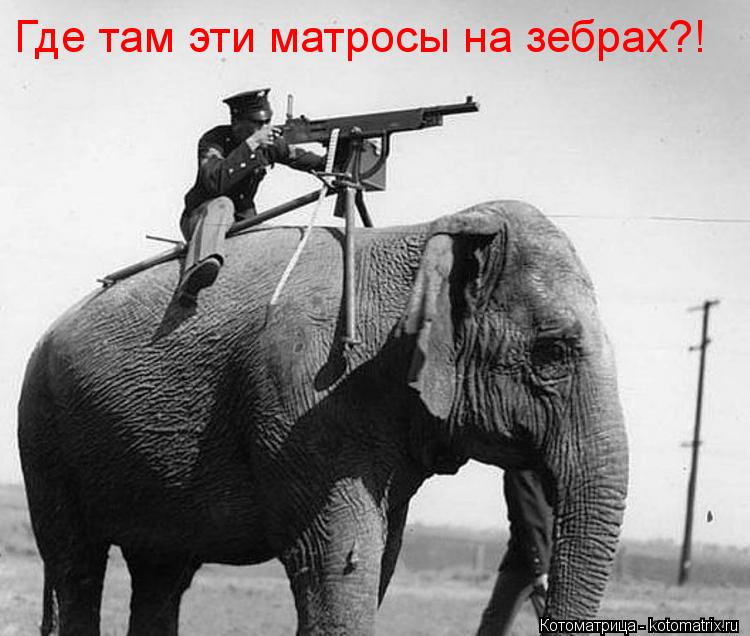 Котоматрица: Где там эти матросы на зебрах?!