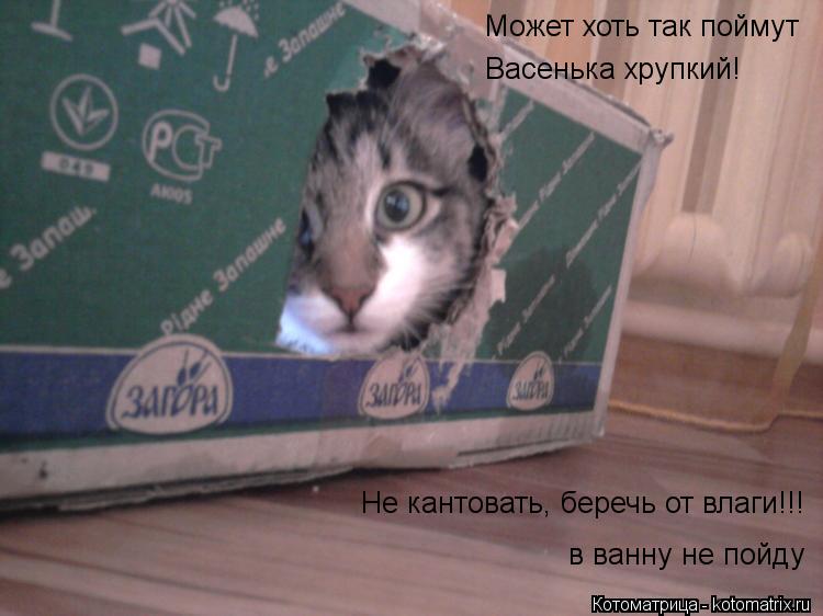 Котоматрица: Может хоть так поймут Васенька хрупкий! Не кантовать, беречь от влаги!!! в ванну не пойду