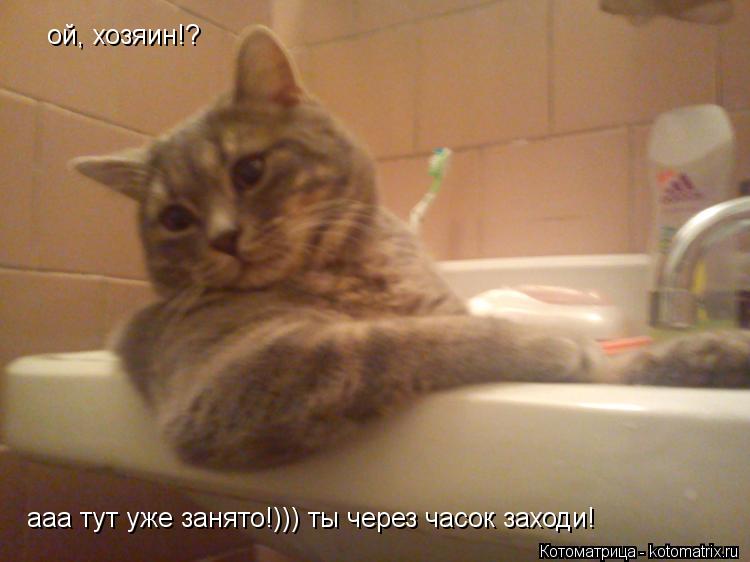 ой, хозяин!? ааа тут уже занято!))) ты через часок заходи!... Котоматрица: ой, хозяин!? ааа тут уже занято!))) ты через часок заходи!
