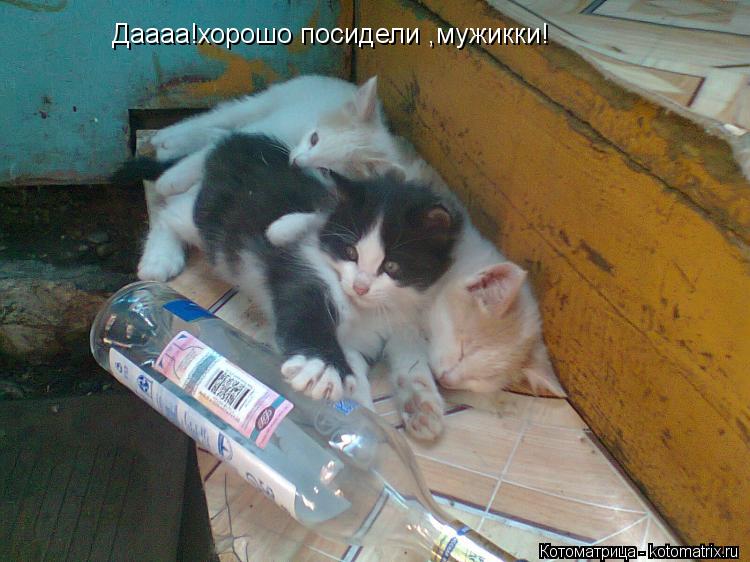 Даааа!хорошо посидели ,мужикки!... Котоматрица: Даааа!хорошо посидели ,мужикки!