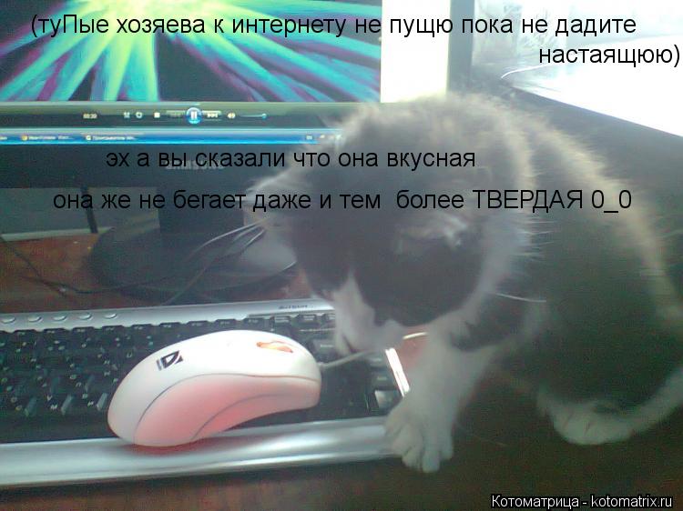 Котоматрица: эх а вы сказали что она вкусная она же не бегает даже и тем  более ТВЕРДАЯ 0_0 (туПые хозяева к интернету не пущю пока не дадите настаящюю)