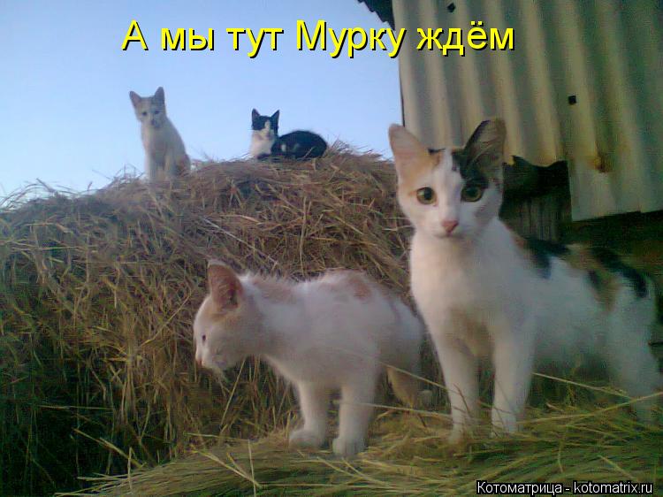 А мы тут Мурку ждём... Котоматрица: А мы тут Мурку ждём