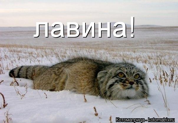 Котоматрица: лавина!