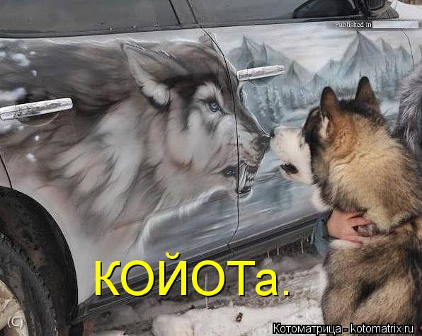 КОЙОТа.... Котоматрица: КОЙОТа.
