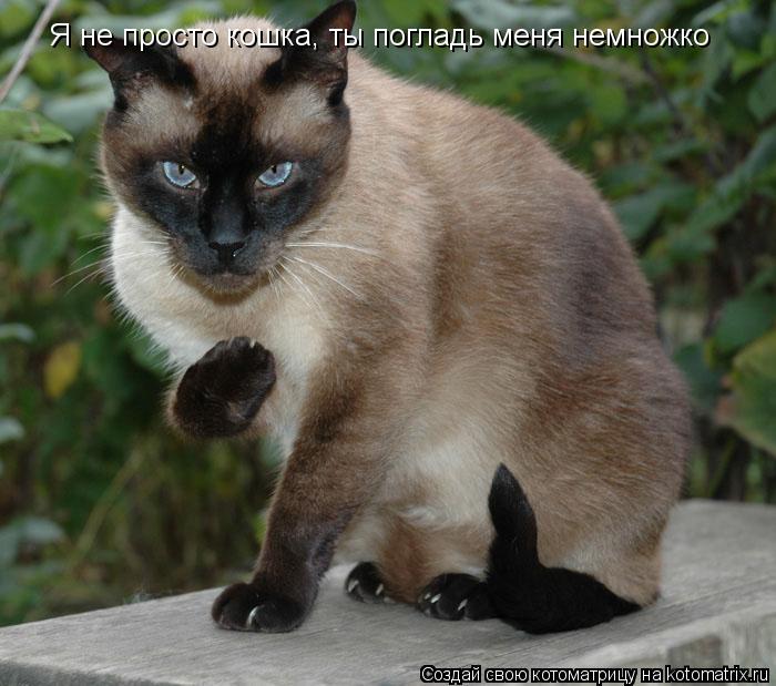 Котоматрица: Я не просто кошка, ты погладь меня немножко