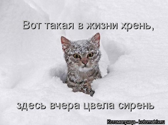 Котоматрица: Вот такая в жизни хрень,  здесь вчера цвела сирень
