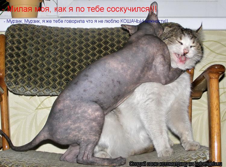 - Милая моя, как я по тебе соскучился!!! - Мурзик, Мурзик, я же тебе говорила что я не люблю КОШАЧЬИ ... Котоматрица: - Милая моя, как я по тебе соскучился!!! - Мурзик, Мурзик, я же тебе говорила что я не люблю КОШАЧЬИ нежности!!