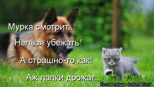 Котоматрица: Мурка смотрит...  Нельзя убежать! А страшно-то как!  Аж лапки дрожат...