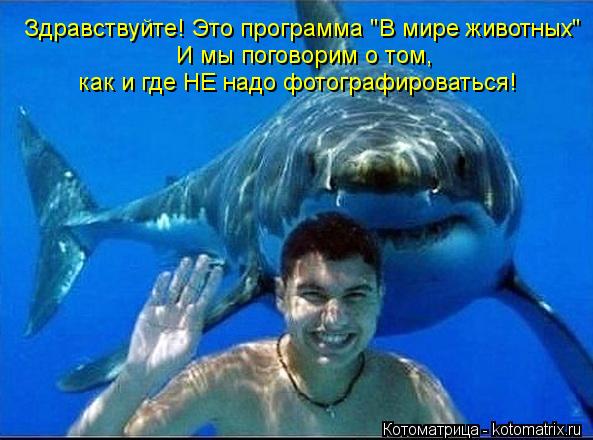 Котоматрица: Здравствуйте! Это программа "В мире животных" И мы поговорим о том, как и где НЕ надо фотографироваться!
