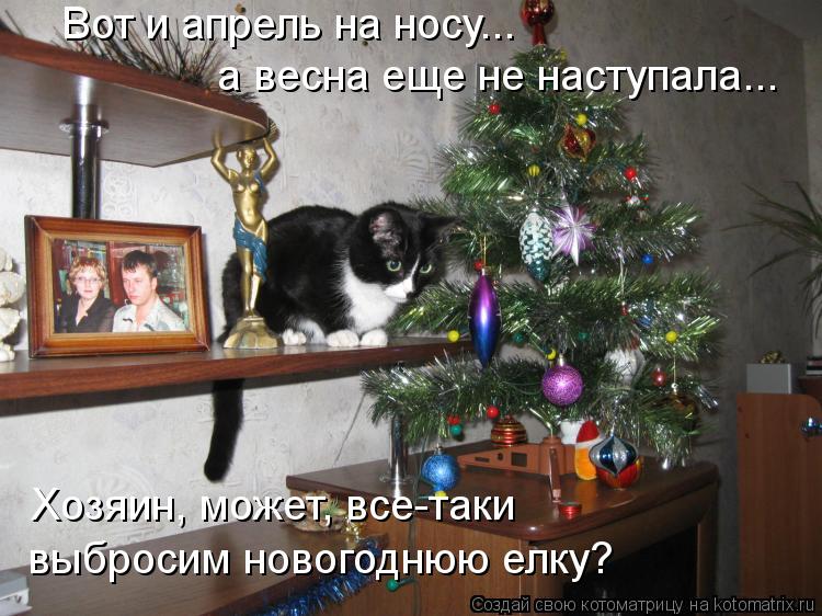 Котоматрица: Вот и апрель на носу...  а весна еще не наступала... Хозяин, может, все-таки  выбросим новогоднюю елку?