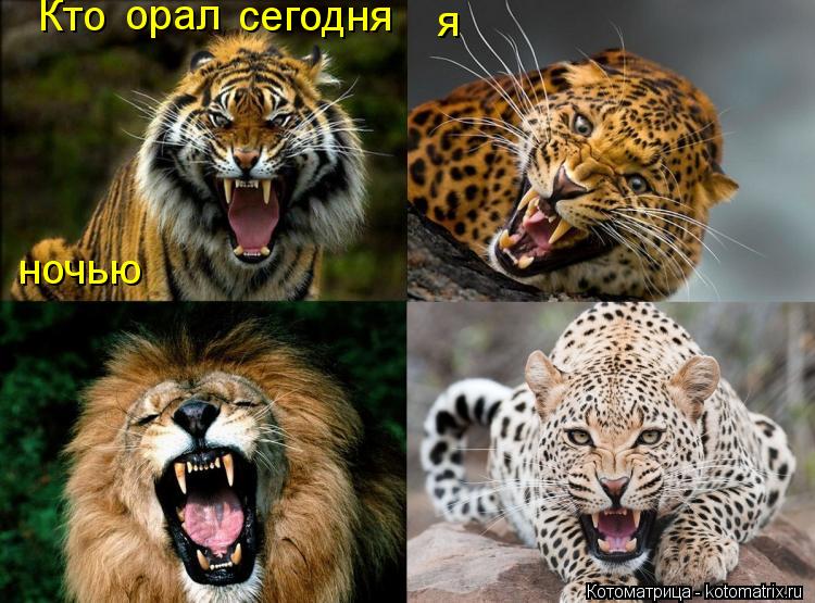 Кто орал сегодня ночью я... Котоматрица: Кто орал сегодня ночью я