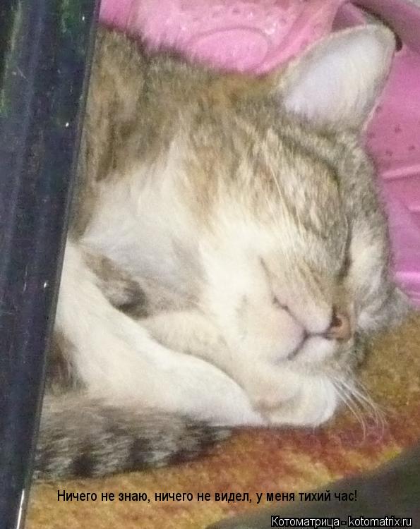 Котоматрица: Ничего не знаю, ничего не видел, у меня тихий час!
