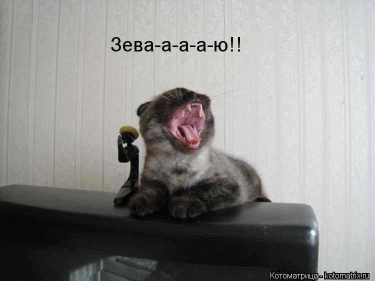Зева-а-а-а-ю!!... Котоматрица: Зева-а-а-а-ю!!