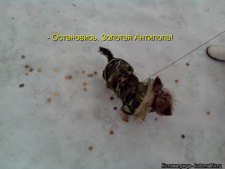 Котоматрица: - Остановись, Золотая Антилопа!