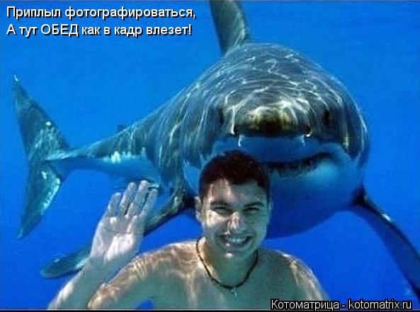 Котоматрица: Приплыл фотографироваться, А тут ОБЕД как в кадр влезет!