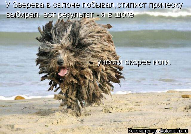 Котоматрица: У Зверева в салоне побывал,стилист прическу выбирал. вот результат - я в шоке унести скорее ноги.