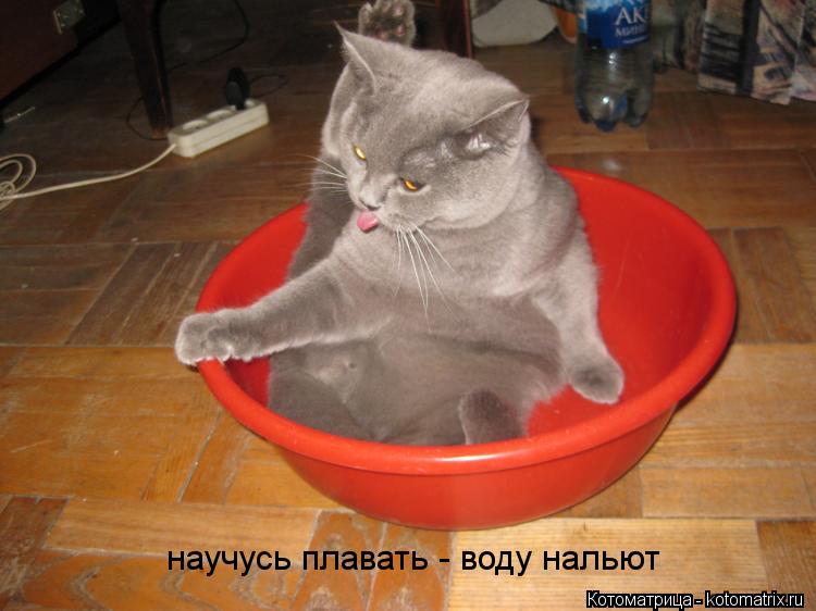 Котоматрица: научусь плавать - воду нальют