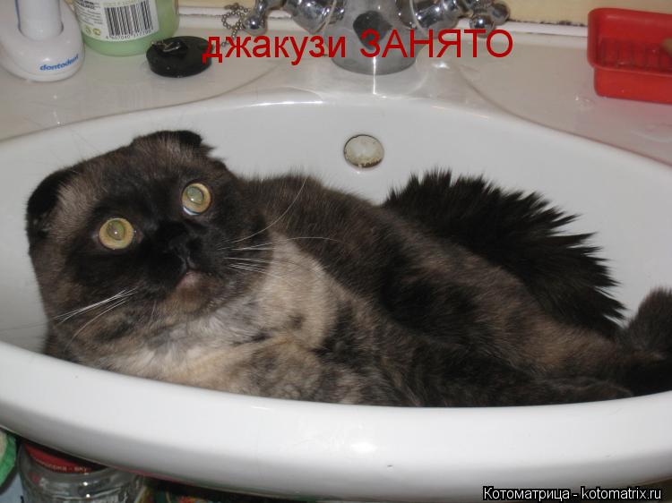 Котоматрица: джакузи ЗАНЯТО